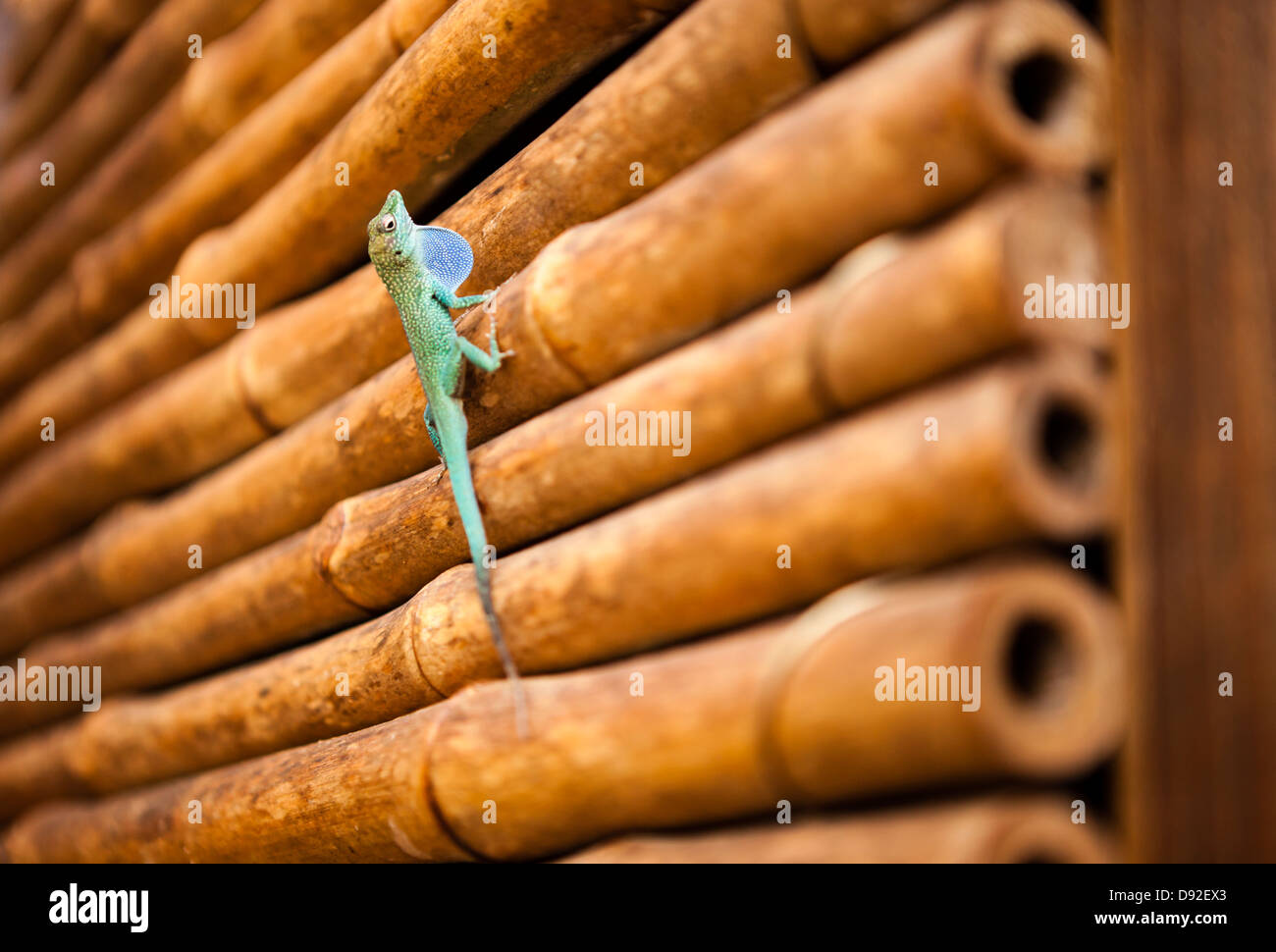 Grüne Anole Eidechse, Schildkrötenfarm, Grand Cayman Stockfoto