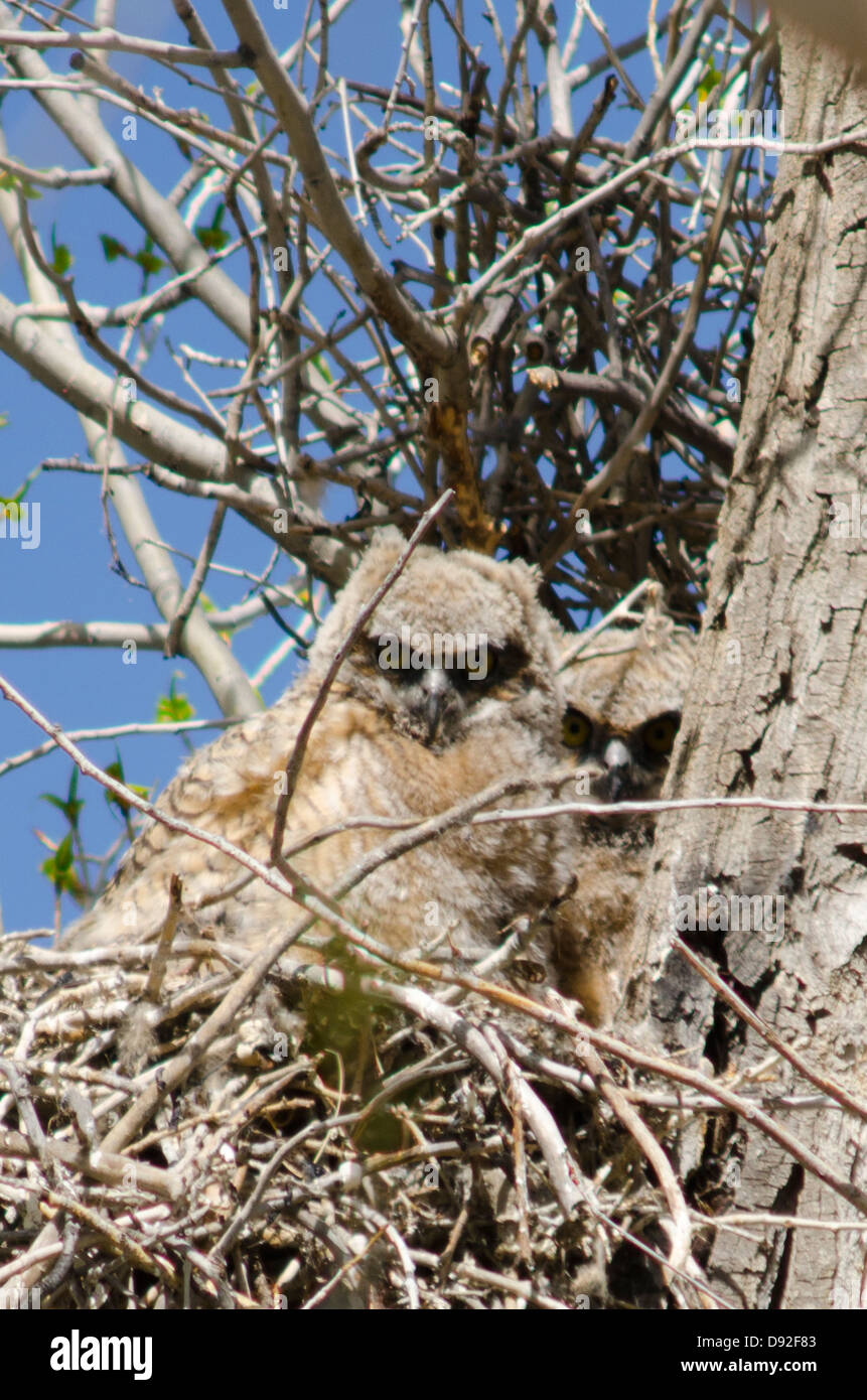 Zwei große gehörnte Owlet Rocky Mountains Babys, Bubo Virginianus Pinorum, anstarren, der Fotograf aus ihrem Nest. Stockfoto