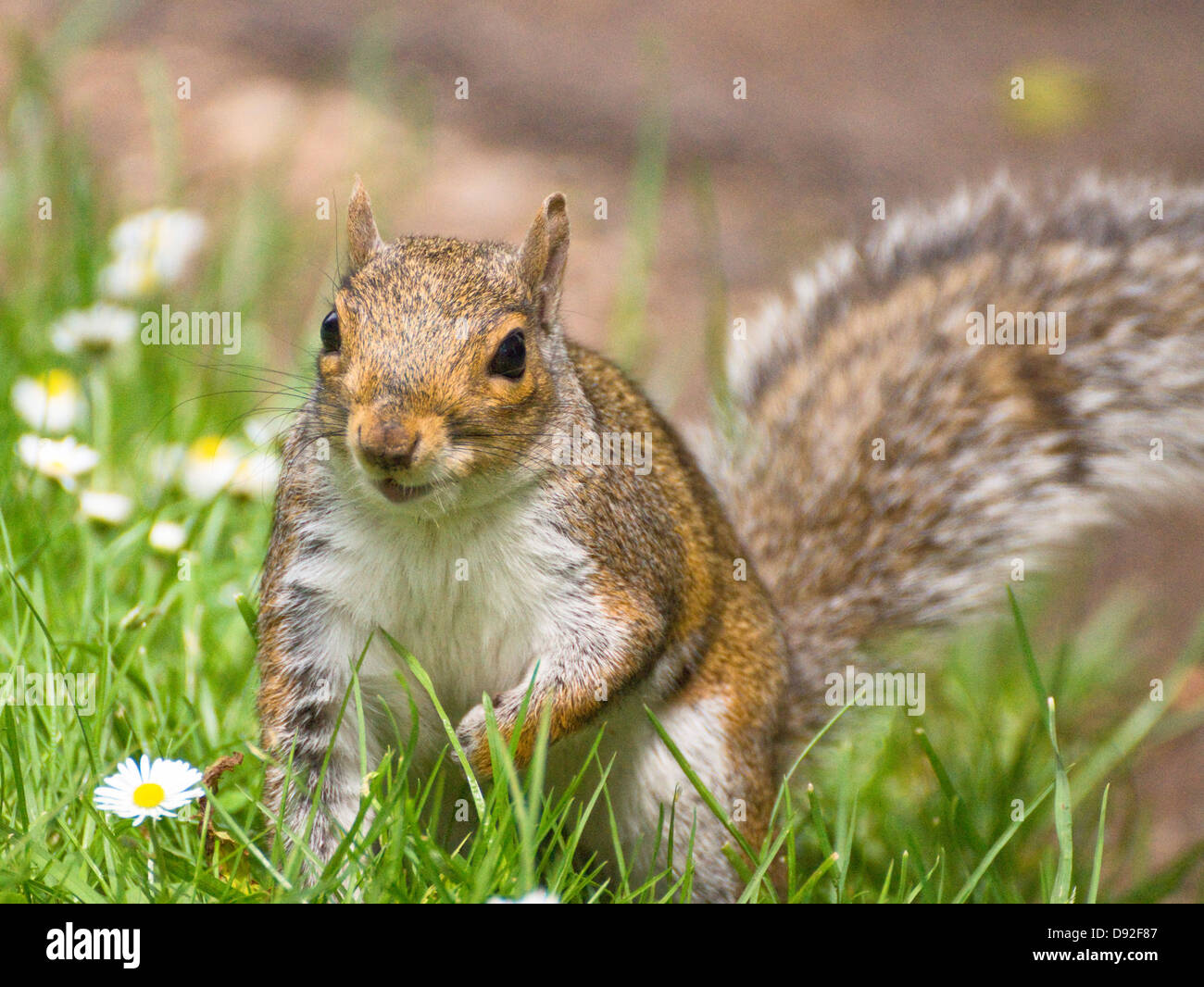 Eine graue Eichhörnchen Verzehr von Nüssen in Brandon Hill Park Bristol england Stockfoto