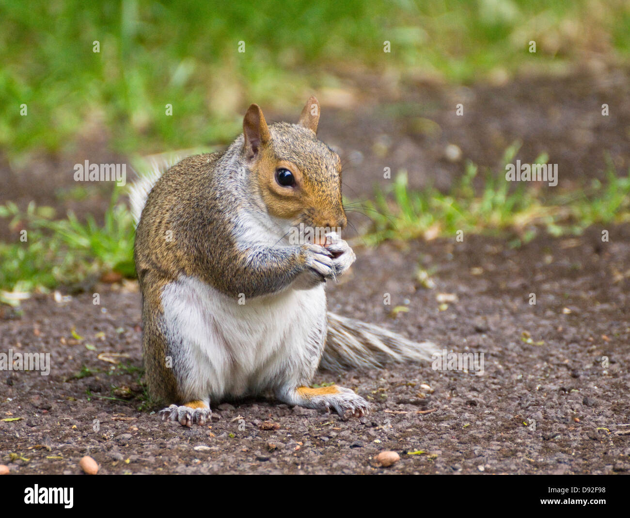 Eine graue Eichhörnchen Verzehr von Nüssen in Brandon Hill Park Bristol england Stockfoto