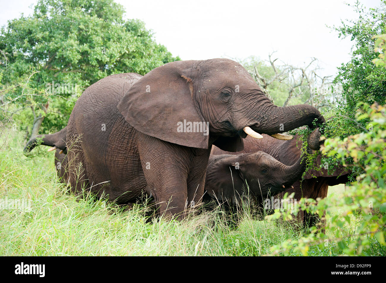 Afrikanische Elefanten essen Büsche in Thanda Game Reserve, Südafrika. Stockfoto