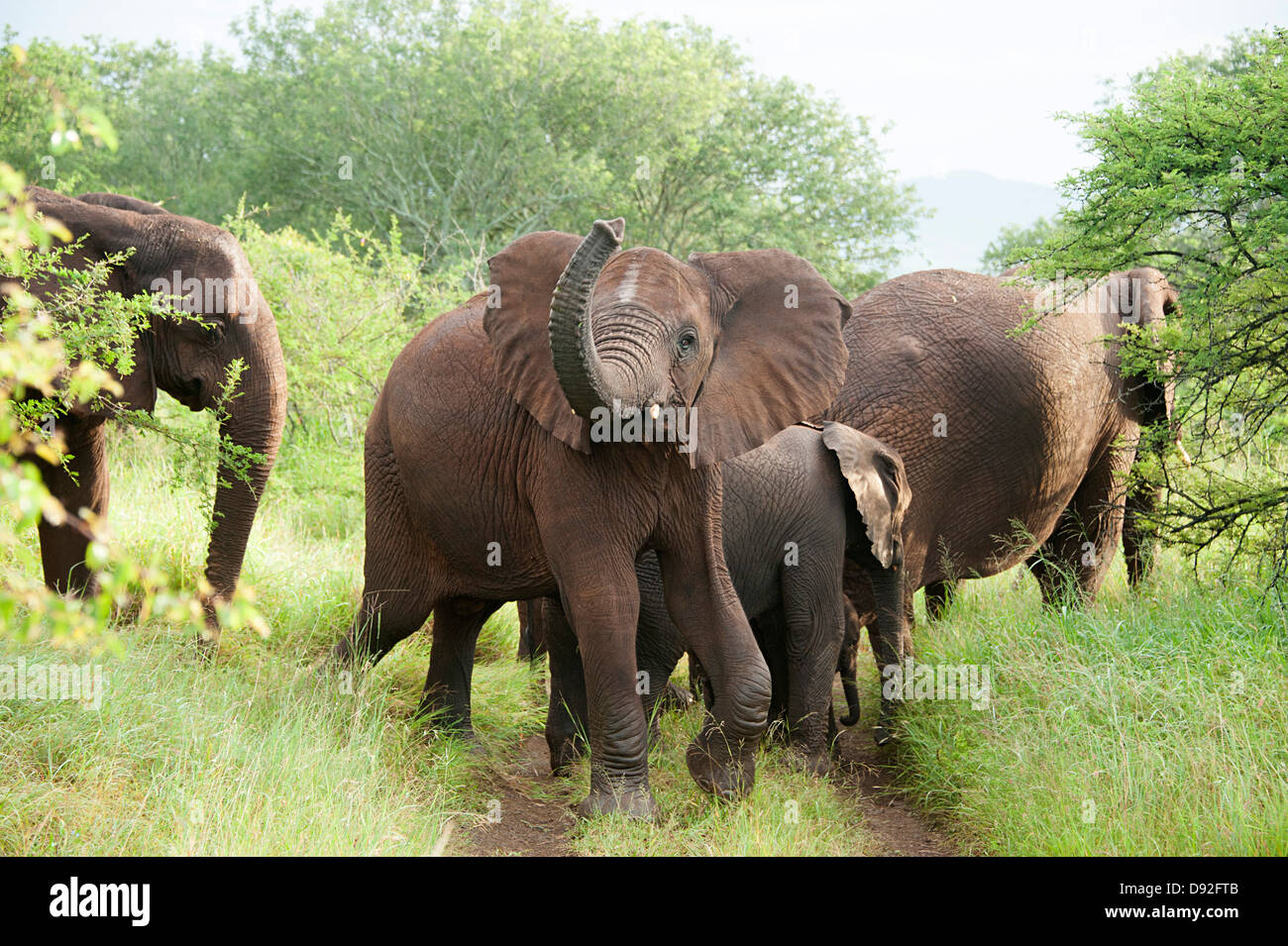 Afrikanische Elefanten in Thanda Game Reserve, Südafrika. Stockfoto