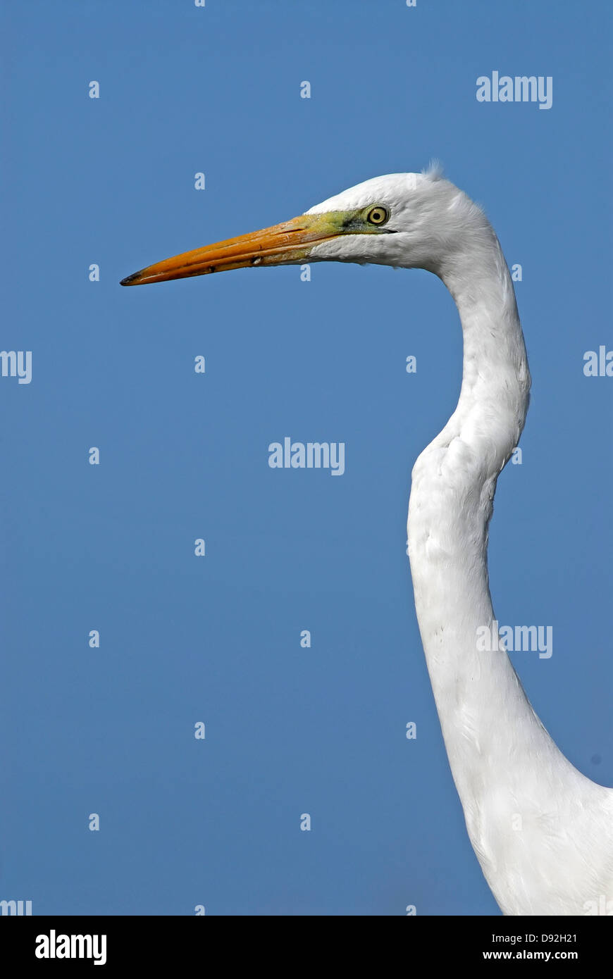 Silberreiher, Ardea Alba Dehnen der Hals Stockfoto