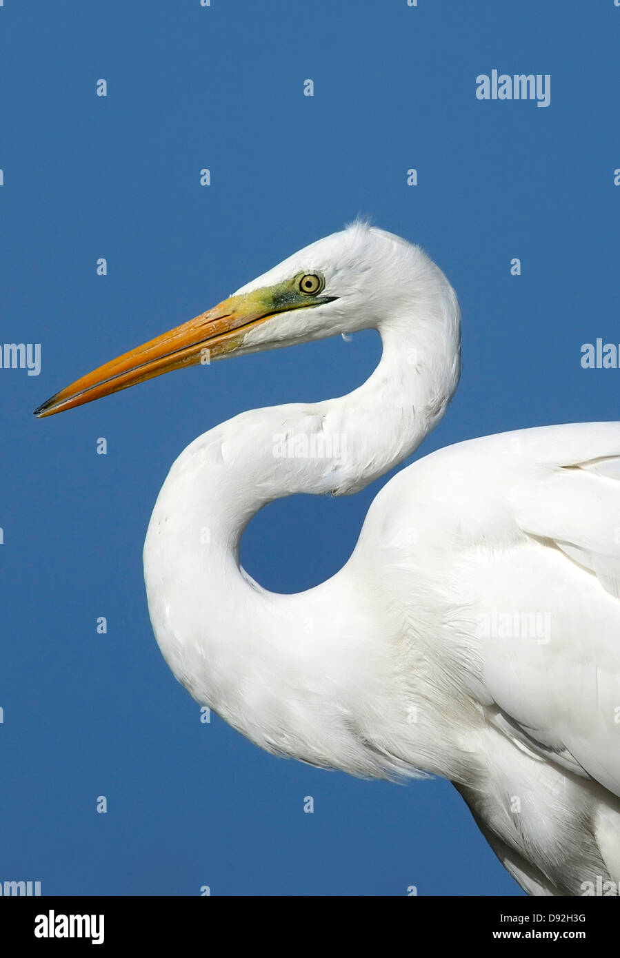 Silberreiher, Ardea Alba S förmigen Hals Stockfoto