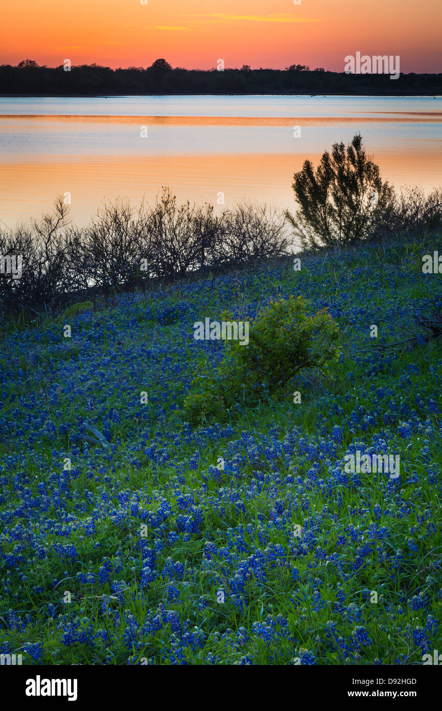 Kornblumen im Grapevine Lake in Nord-Texas Stockfoto