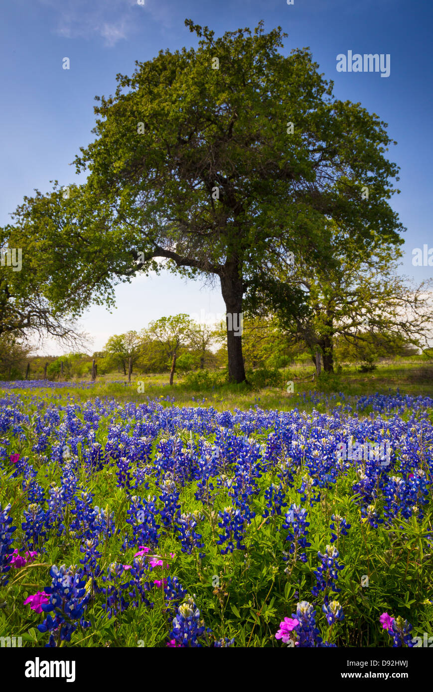 Kornblumen und Bäume in der Nähe von Kingsland in Texas Hill Country Stockfoto