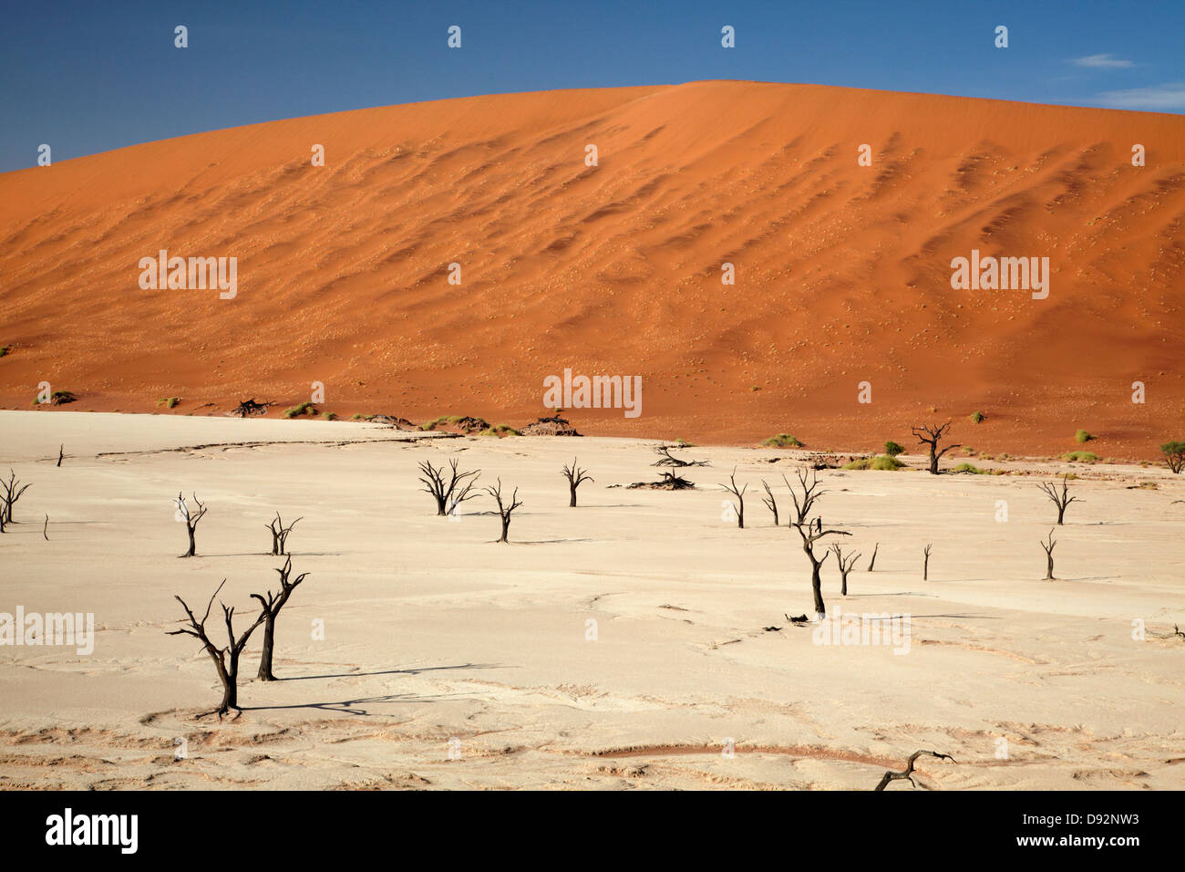 Tote Bäume (gedacht, um 900 Jahre alt sein) und Sanddünen am Deadvlei, Namib-Naukluft-Nationalpark, Namibia, Afrika Stockfoto