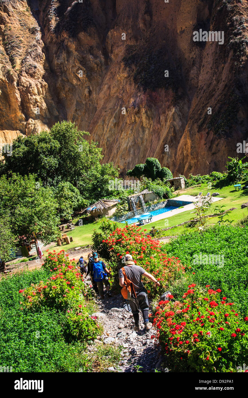 Wunderschoener Oase in den Colca Canyon, Peru Stockfoto