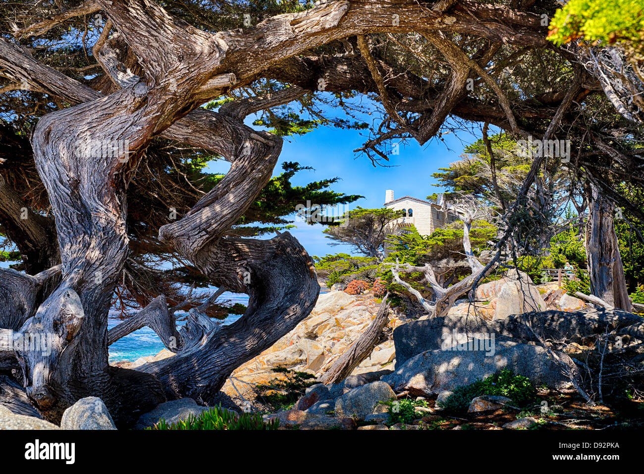 Verdreht Zypressen am Pescadero Point, Pebble Beach, Monterey County, Kalifornien Stockfoto