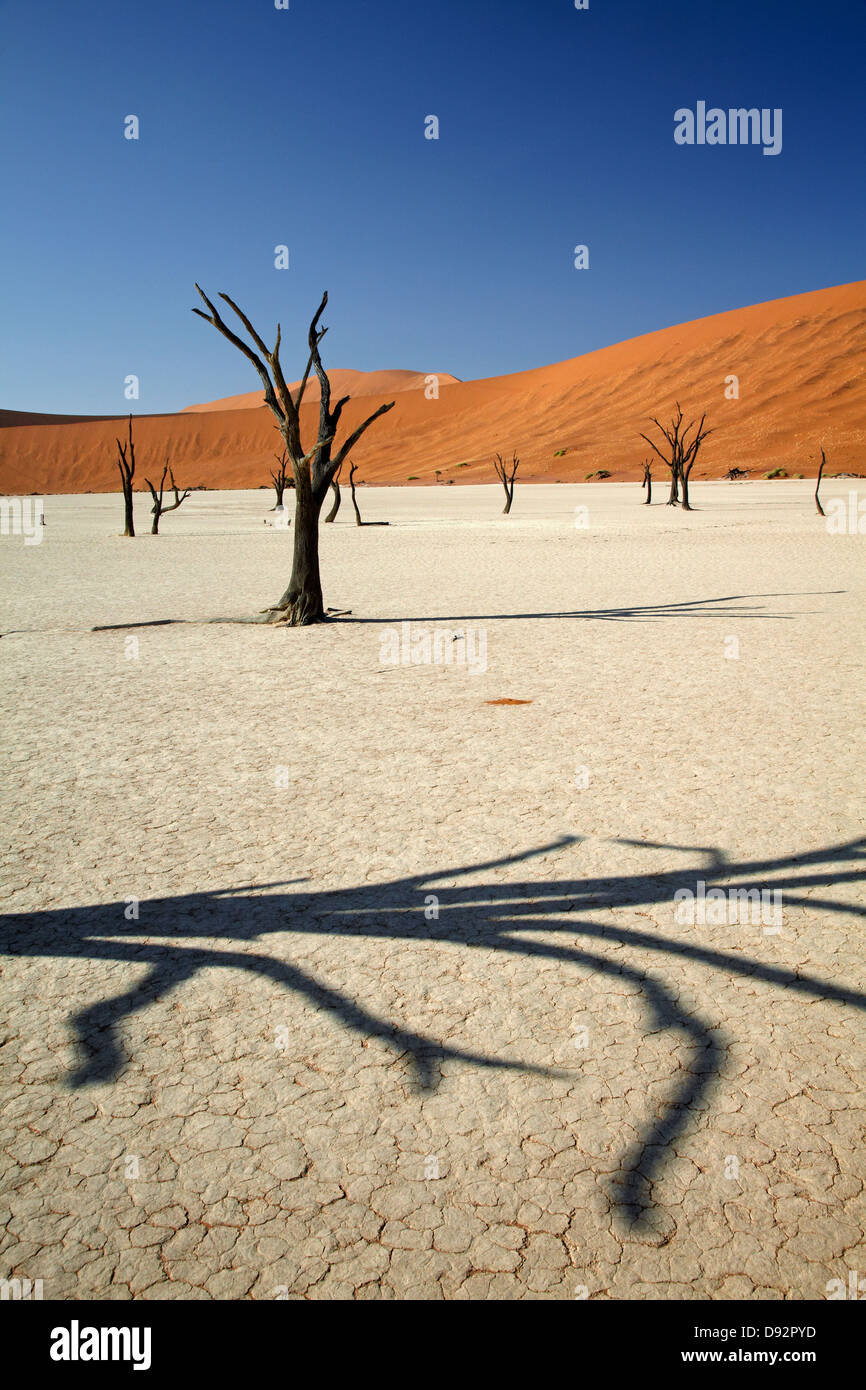 Tote Bäume (gedacht, um 900 Jahre alt sein) und Sanddünen am Deadvlei, Namib-Naukluft-Nationalpark, Namibia, Afrika Stockfoto