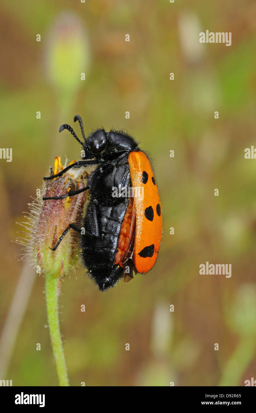 Mylabris Quadripunctata, Blister beetle Stockfoto