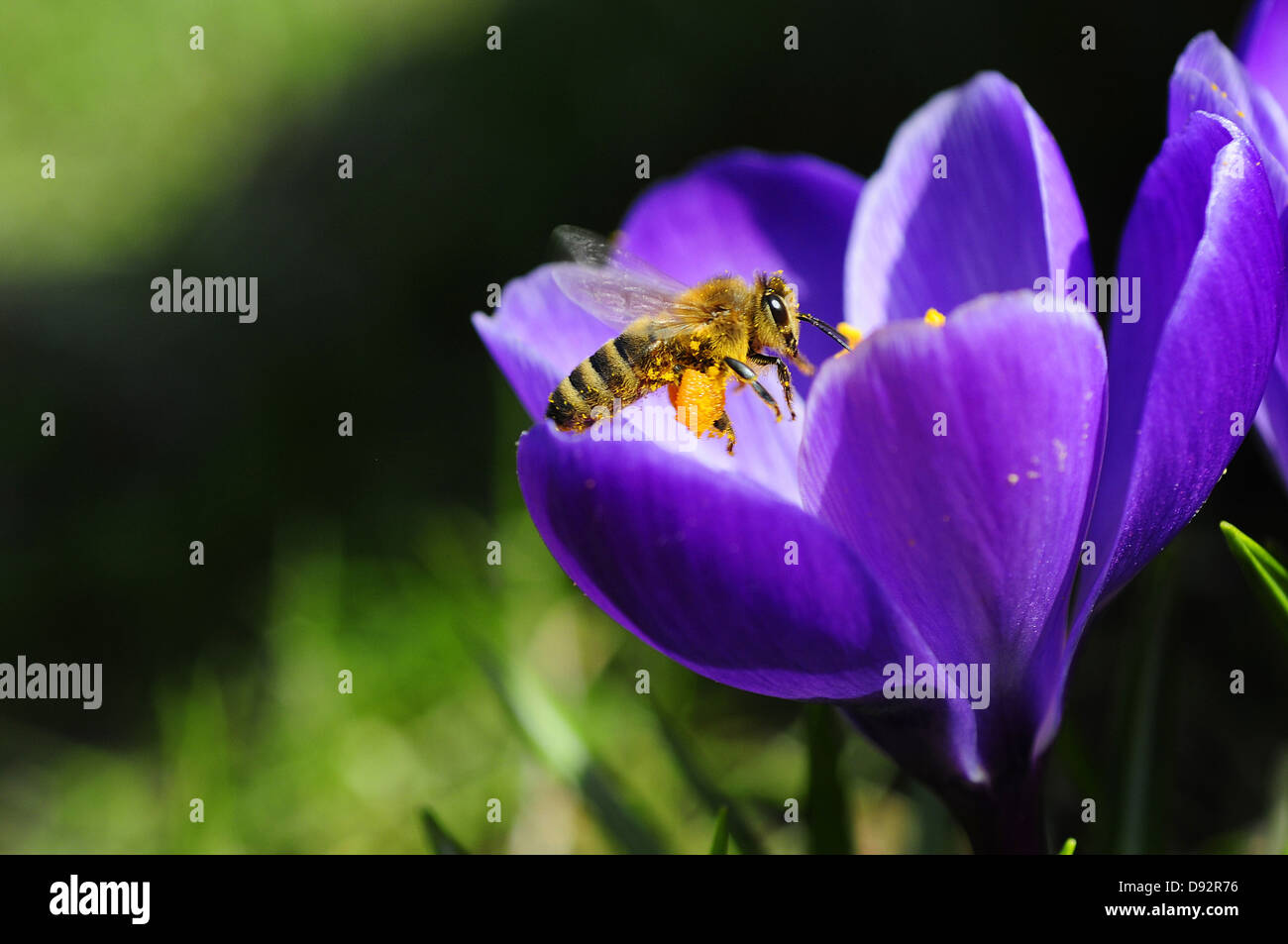 westliche Honigbiene, apis mellifera Stockfoto