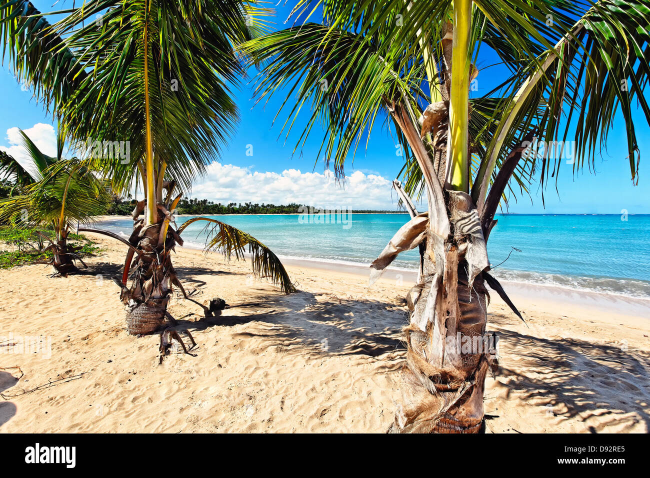 Palmen auf einem karibischen Strand, Vacia Telaga Beach, Puerto Rico Stockfoto