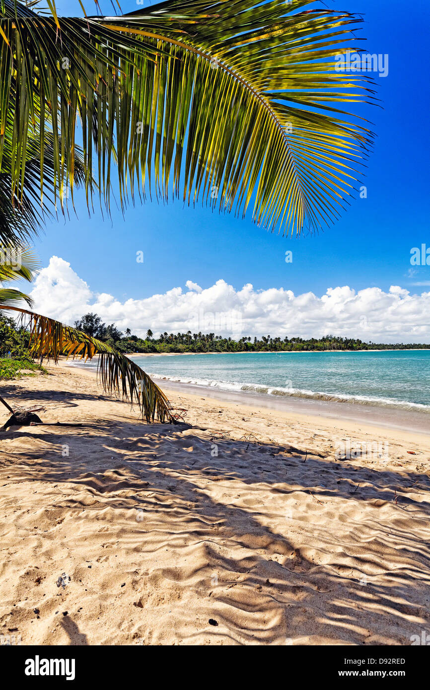 Palme Schatten einen auf einen karibischen Strand, Vacia Telaga Beach, Puerto Rico Stockfoto