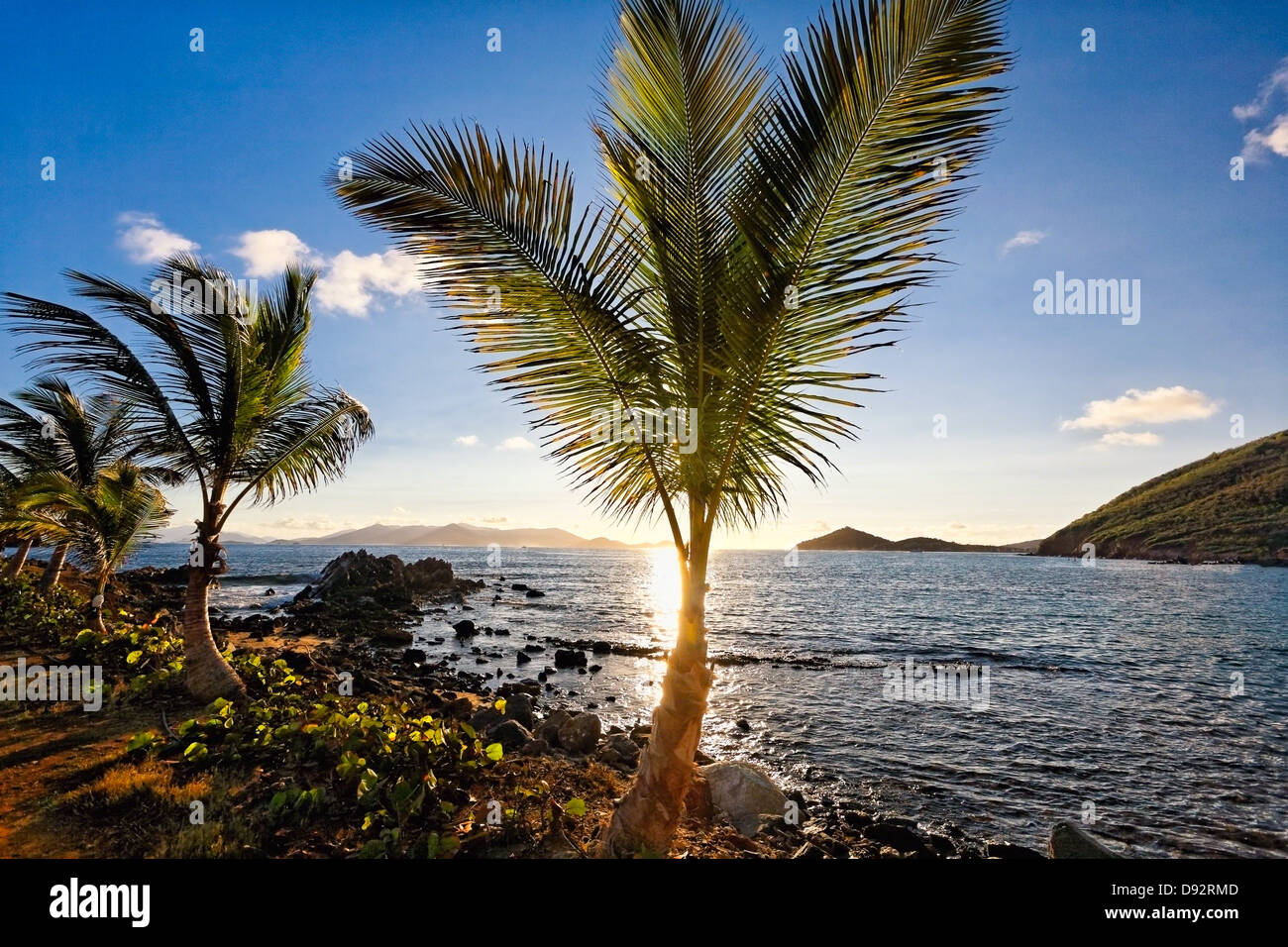 Palmen in Sunrise, St. Thomas, Amerikanische Jungferninseln Stockfoto