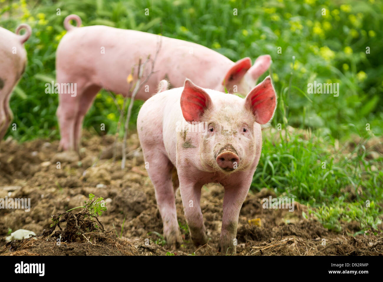 Kleine Schweinchen auf dem Feld im Sommer Stockfoto