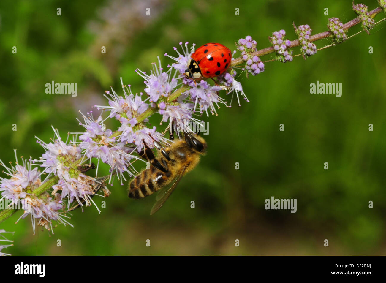 Marienkäfer und Biene Stockfoto