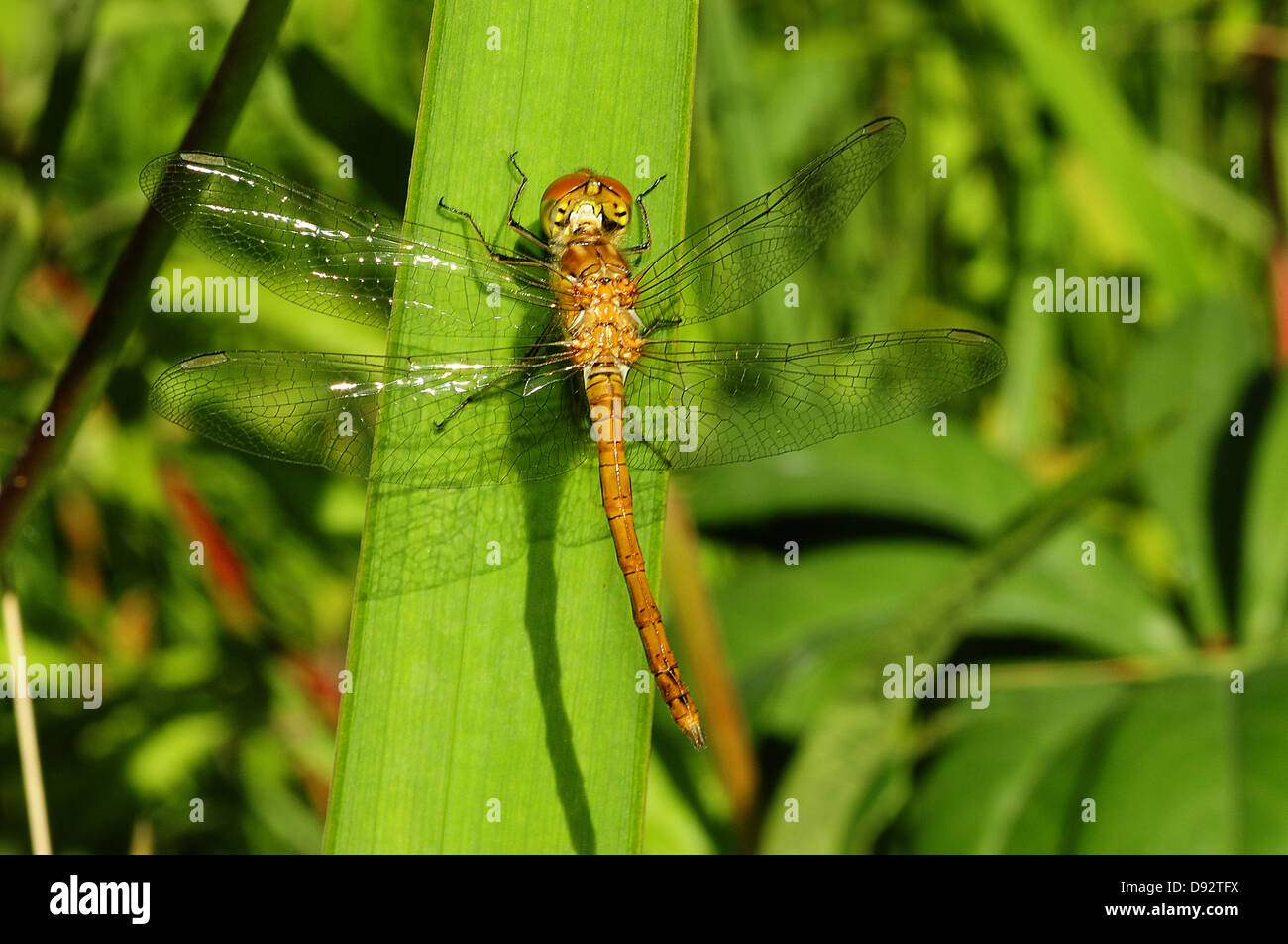 Gemeinsamen Darter, Sympetrum Striolatum, Weiblich Stockfoto