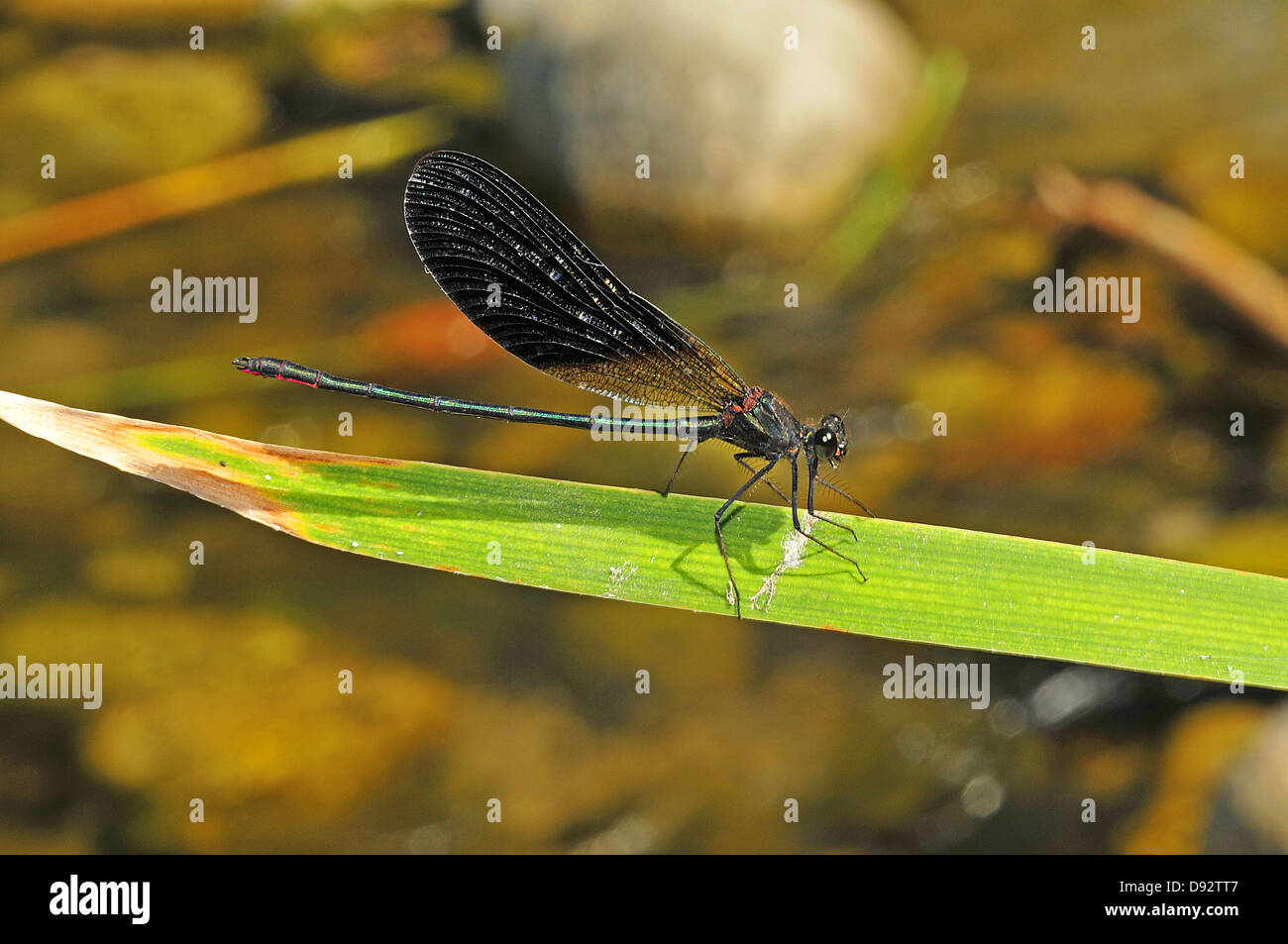 Kupfer Prachtlibelle Calopteryx Haemorrhoidalis, Männlich Stockfoto