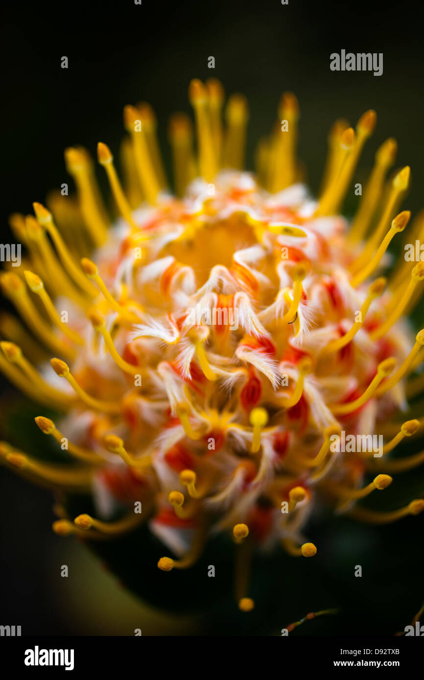 Ein Nadelkissen Protea "Veld" (Leucospermum) Feuerblume, close-up Stockfoto