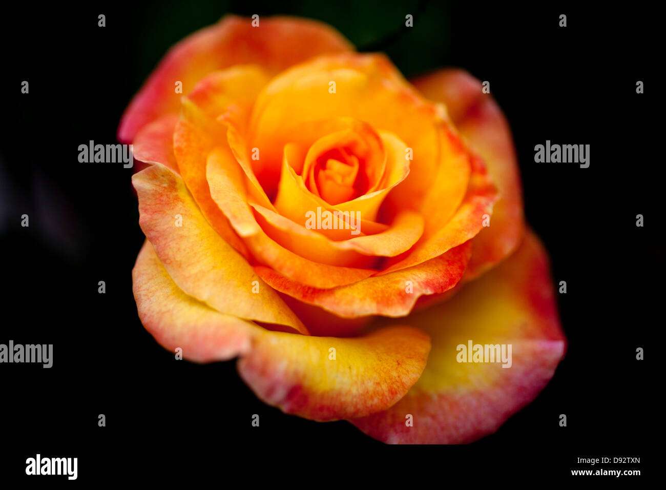 Eine einzelne gelbe Rose mit roten Spitze Blütenblätter, close-up Stockfoto