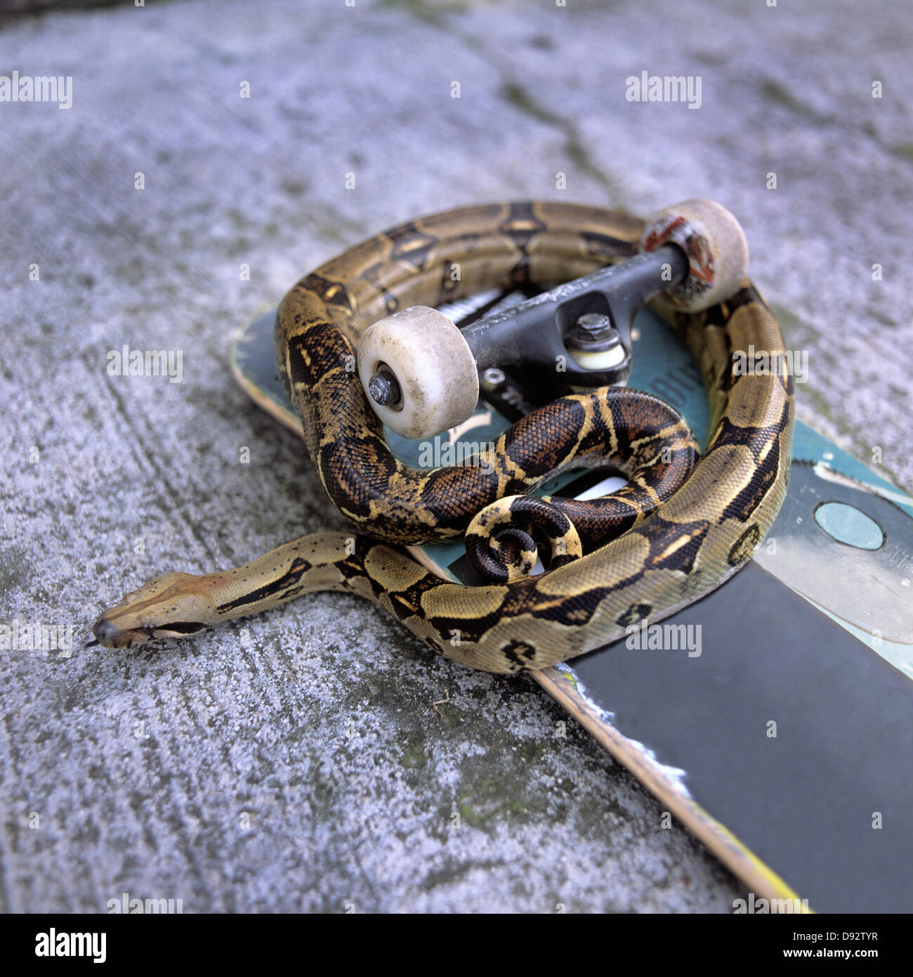 Detail einer Schlange auf einem skateboard Stockfoto