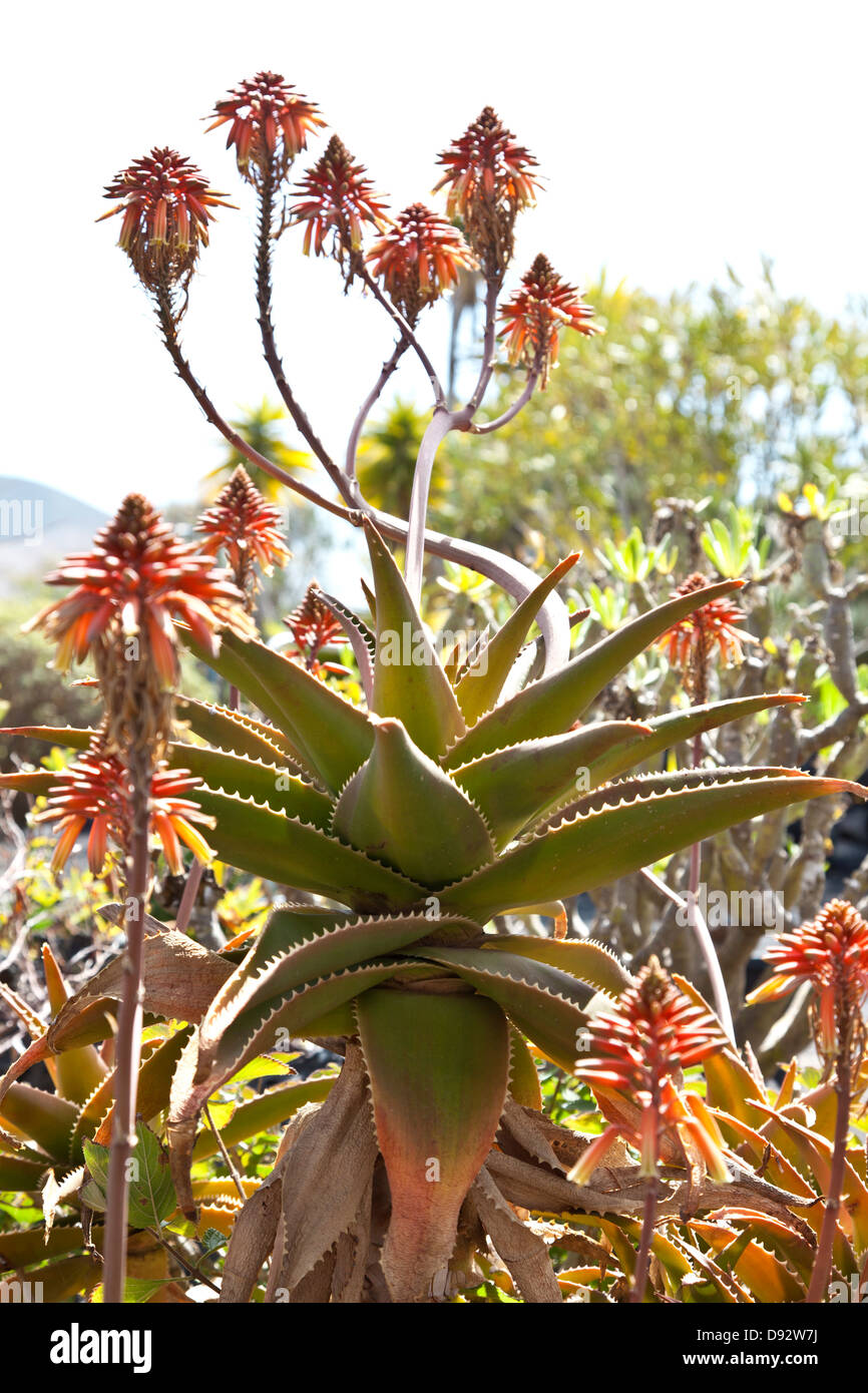 Aloe Striata Pflanze Stockfoto