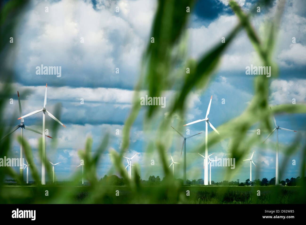 Windkraftanlagen mit Grashalme im Vordergrund, Schleswig-Holstein, Deutschland Stockfoto