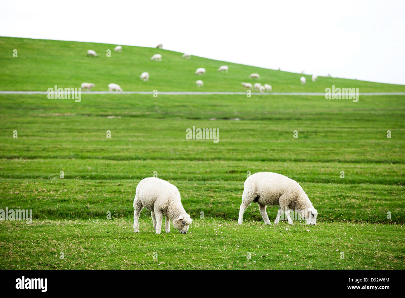 Weidende Schafe in Schleswig-Holstein, Deutschland Stockfoto