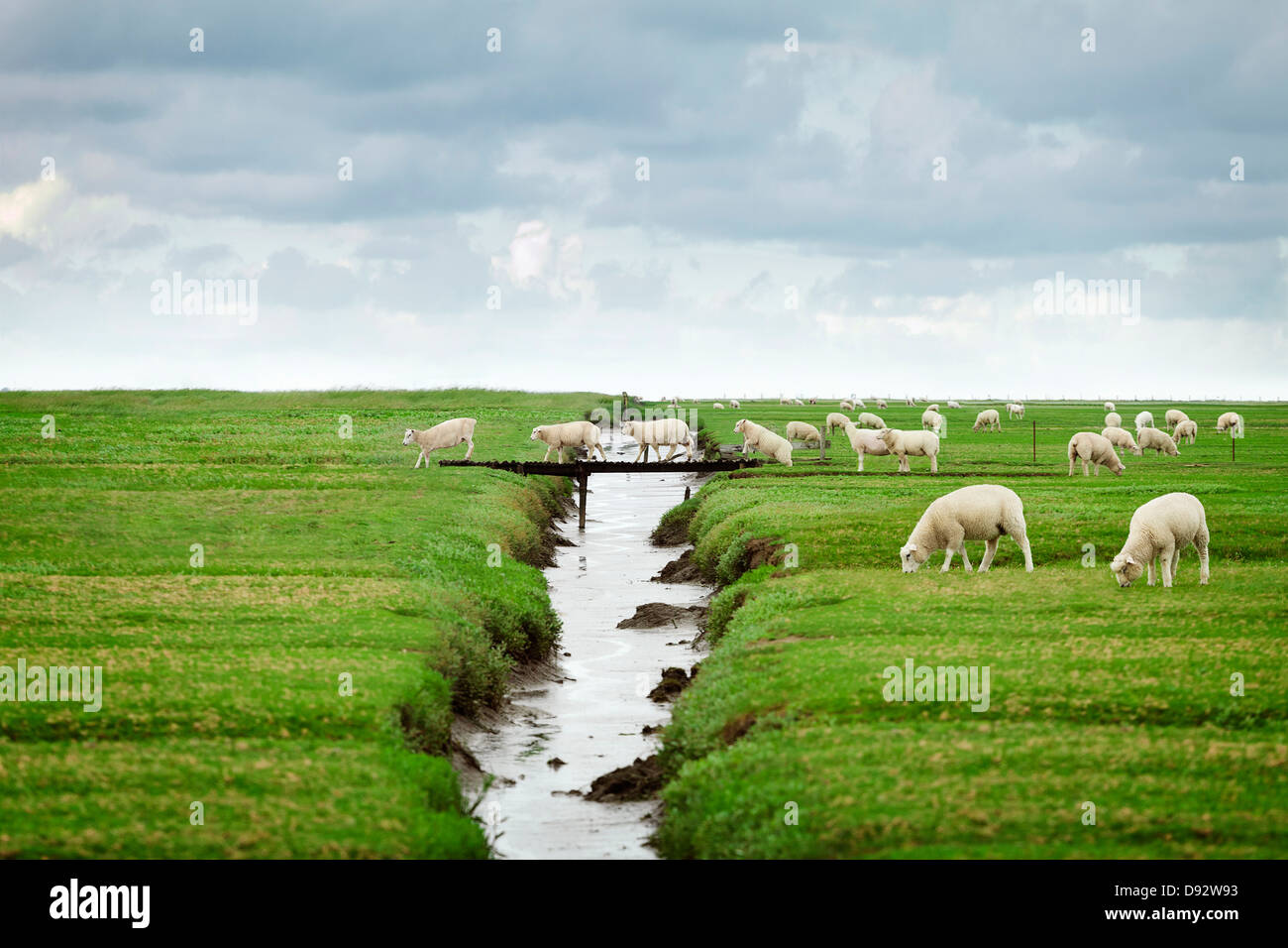 Herde von Schafen Kreuzung Fußgängerbrücke in Schleswig Holstein, Deutschland Stockfoto