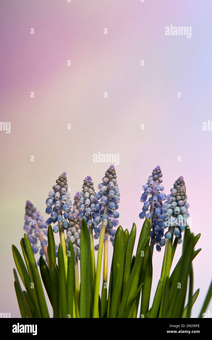 Einen Blumenstrauß Bluebell pastellfarbenen Hintergrund Stockfoto