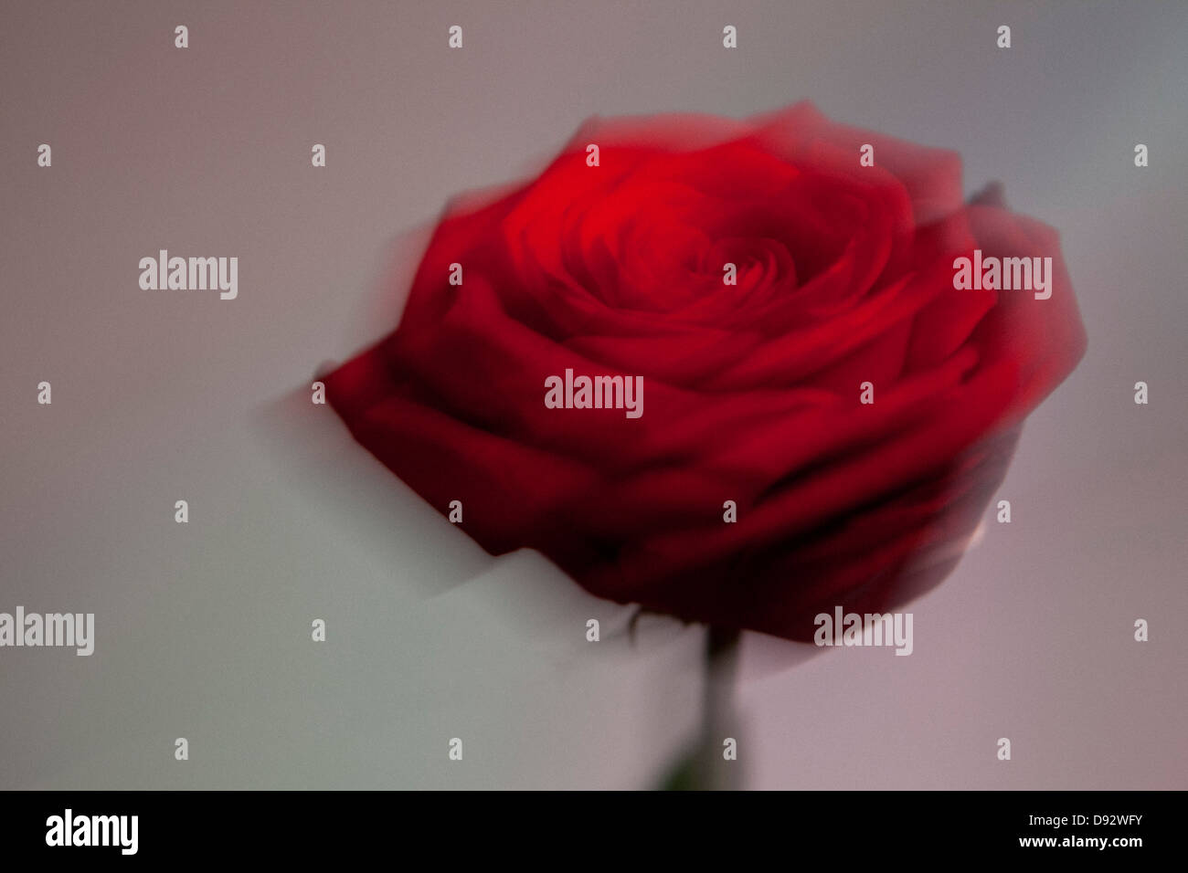 Eine blühende rote rose vor einem pastellfarbenen Hintergrund unscharf gestellt Stockfoto