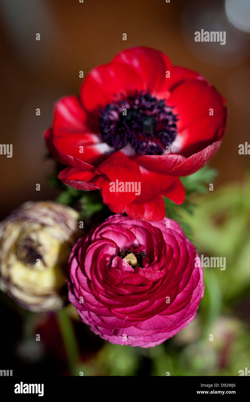 Ein Blumenstrauß verschiedene Ranunkeln und eine rote Anemonenblume Stockfoto