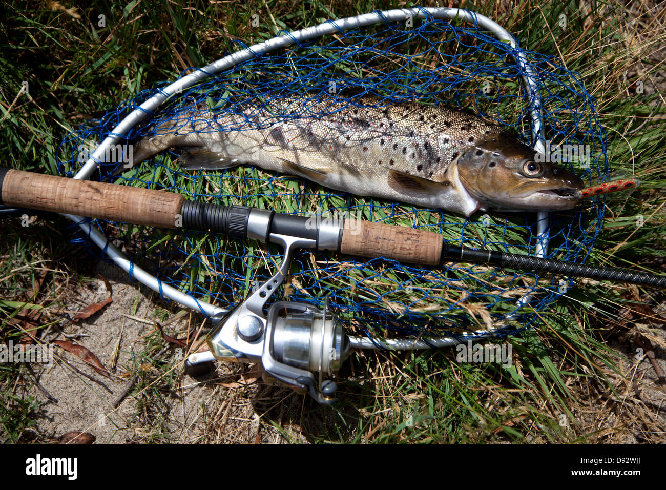 Fangfrische Forellen im Netz neben Angelrute Stockfoto