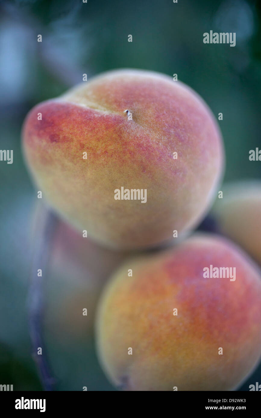 Pfirsiche, soft-Fokus Baum hängend Stockfoto