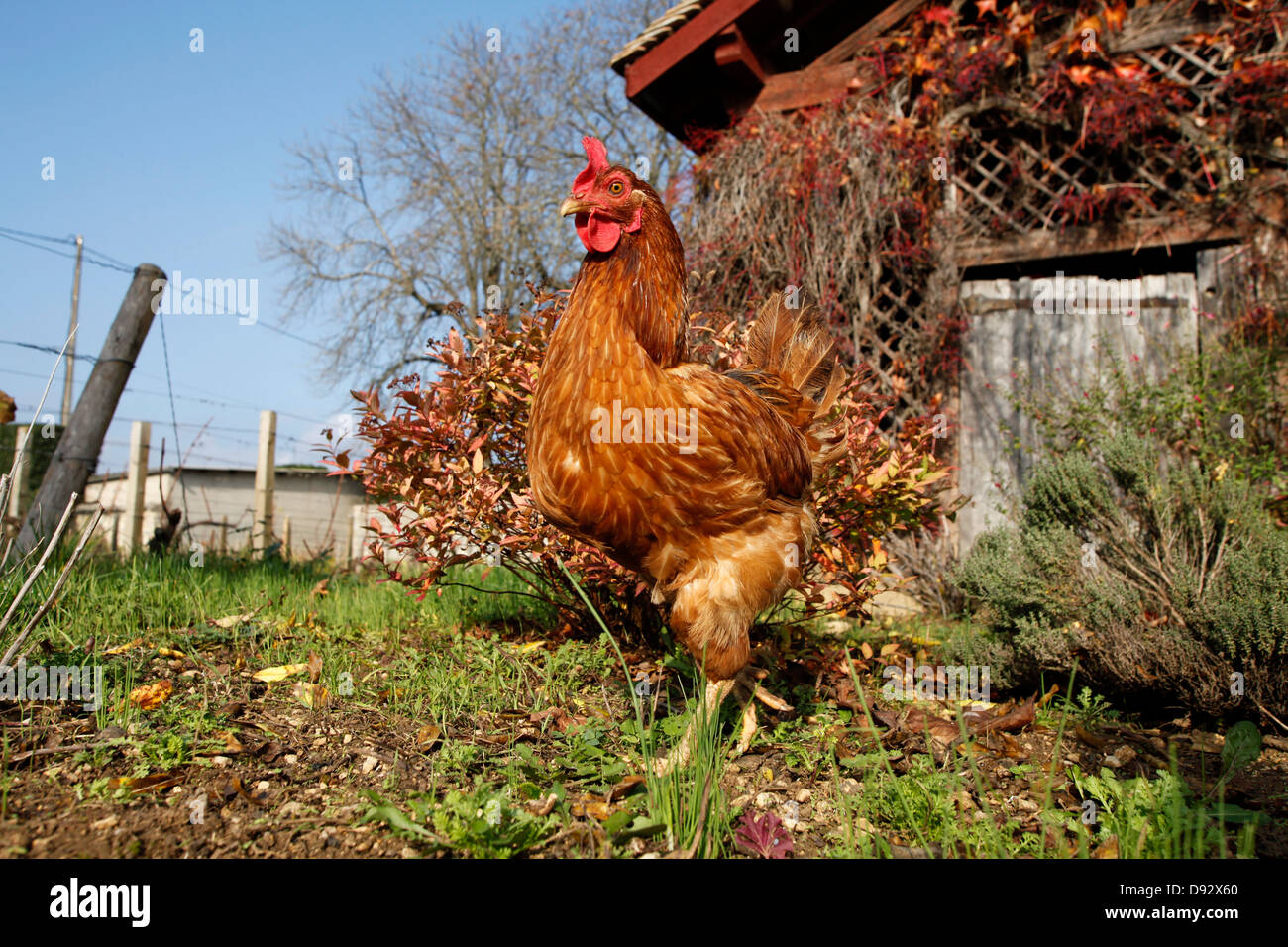 Ein Huhn in einem Hof Stockfoto