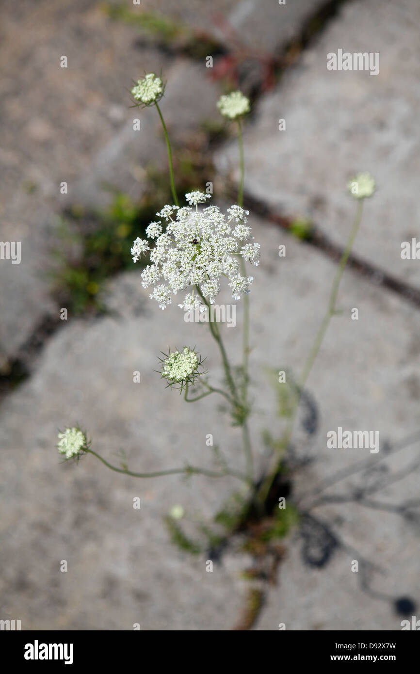 Detail einer Pflanze durch einen Riss im Beton wächst Stockfoto