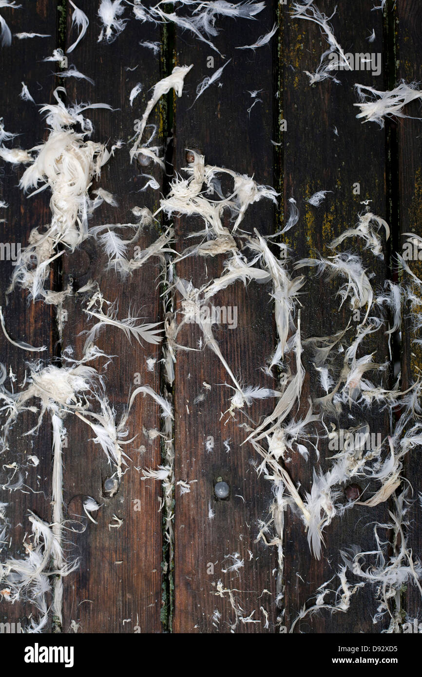 Vor kurzem gerupften Gans Federn auf einem rustikalen Holztisch Stockfoto