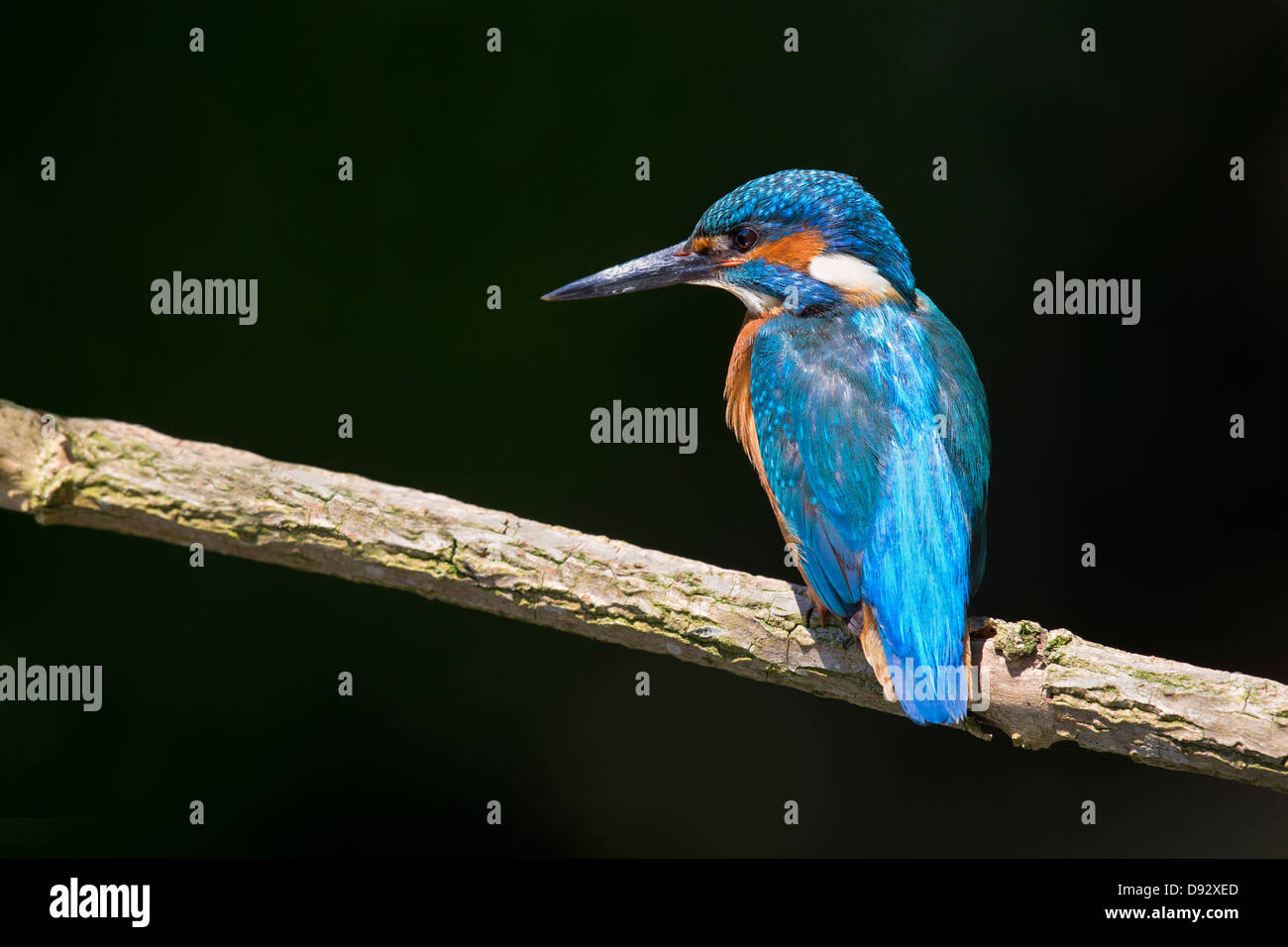 Porträt von einen Eisvogel Stockfoto