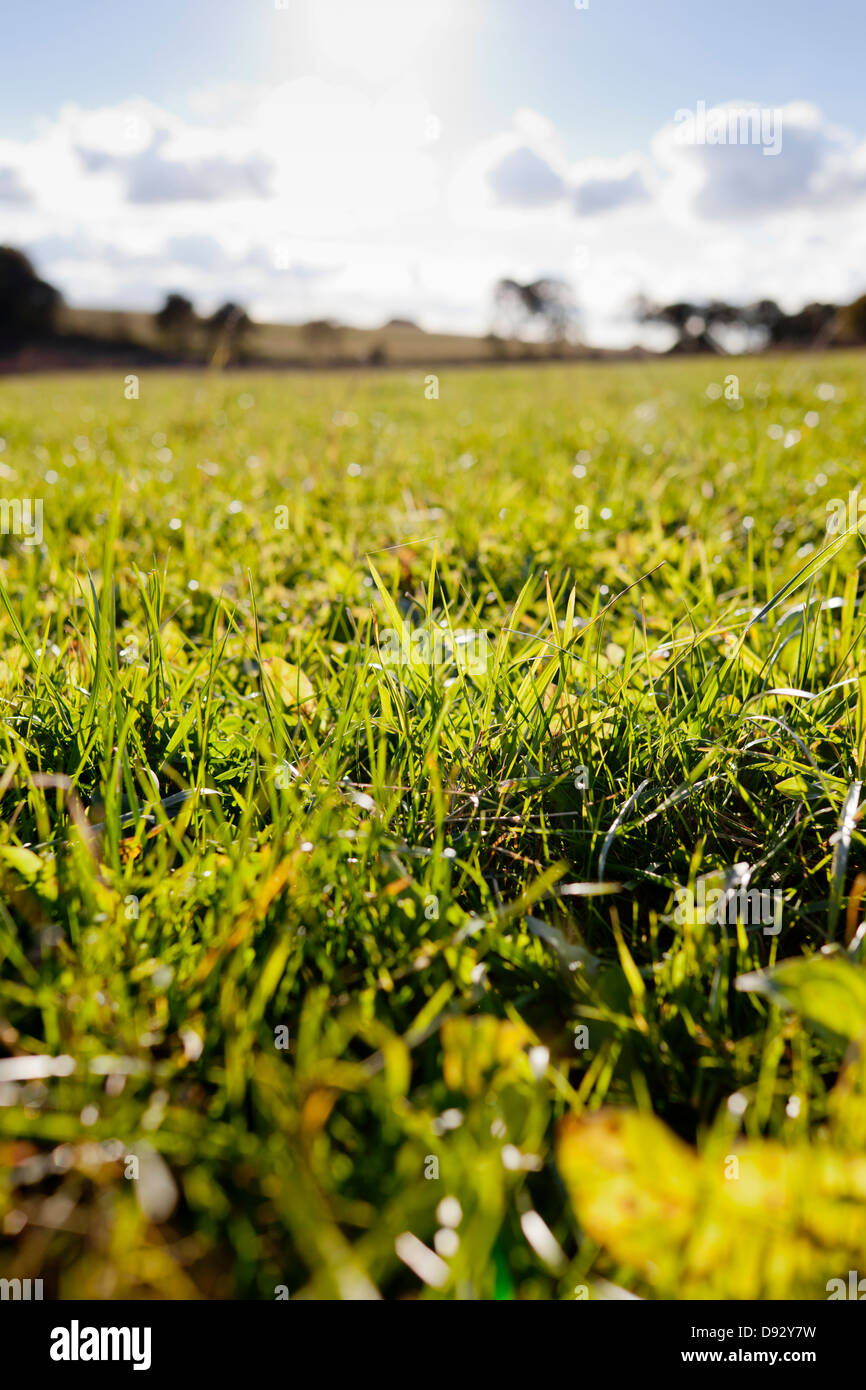 Grass, Nahaufnahme Stockfoto