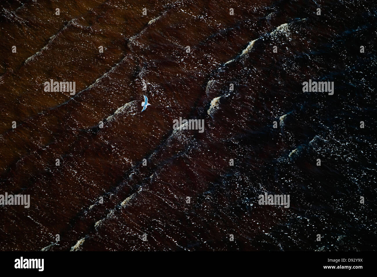 Möwen fliegen über den Ozean, Skane, Schweden. Stockfoto