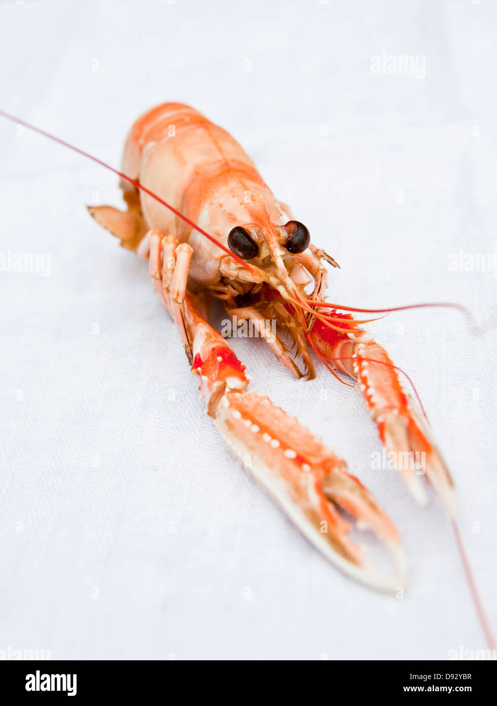 Studioaufnahme von gekochter Hummer Stockfoto