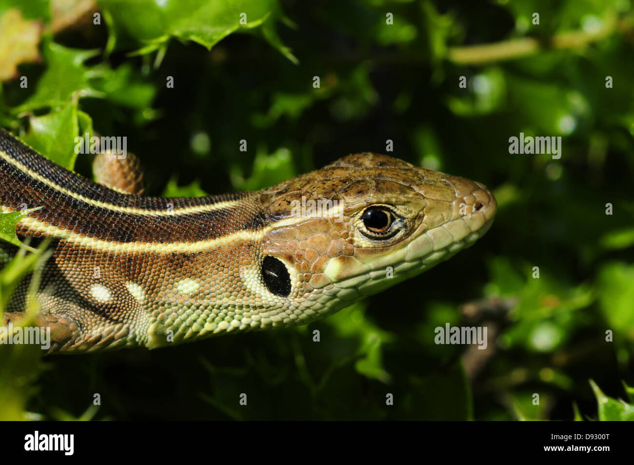 Lacerta trilineata balkan green lizard Fotos und Bildmaterial in