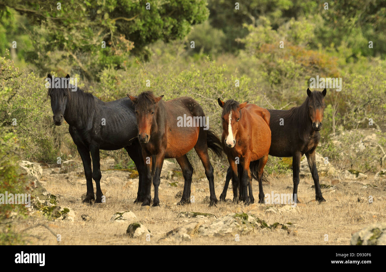sardische Ponys, Giara di Gesturi, Sardinien Stockfoto