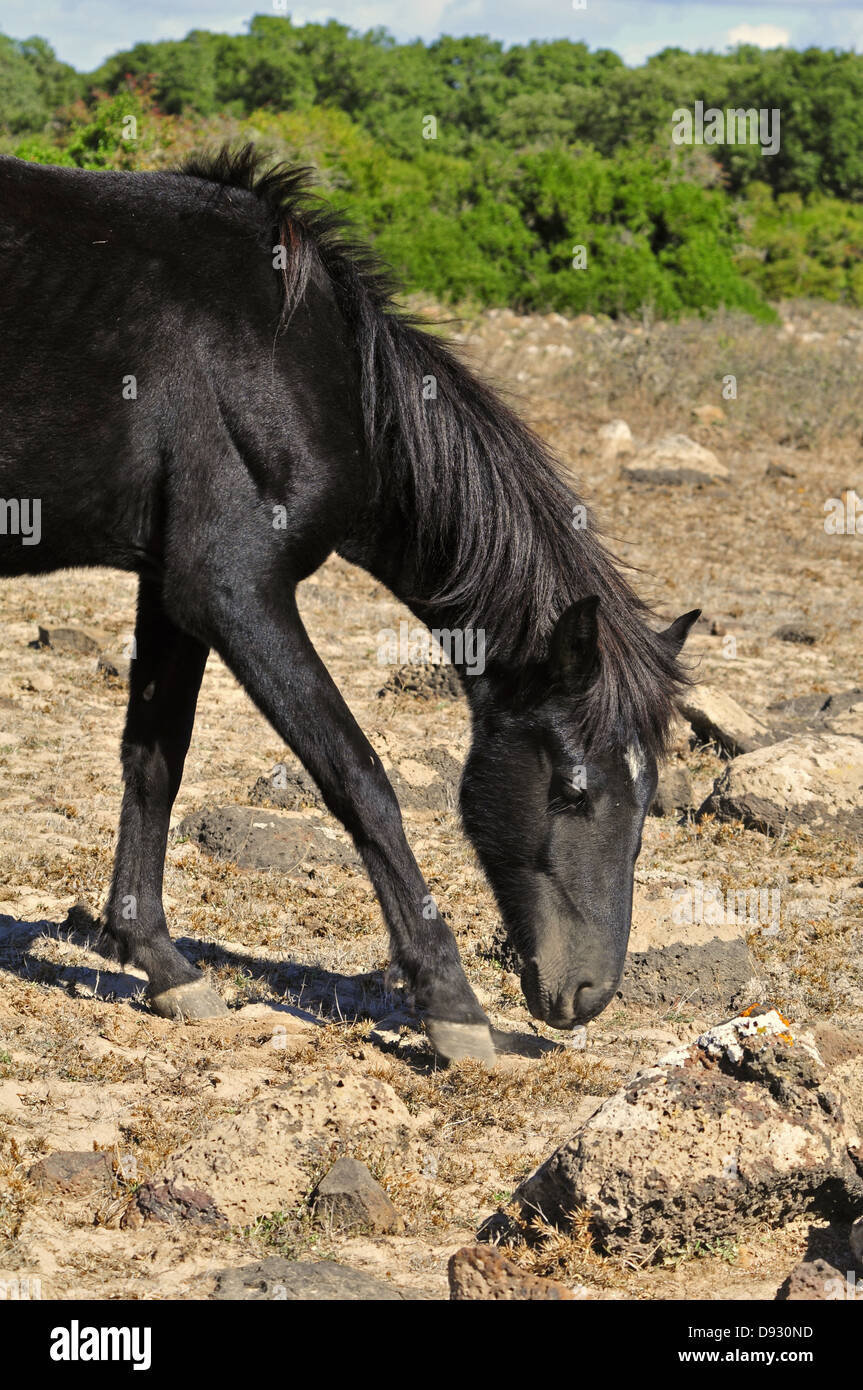 sardische Pony, Giara di Gesturi, Sardinien Stockfoto