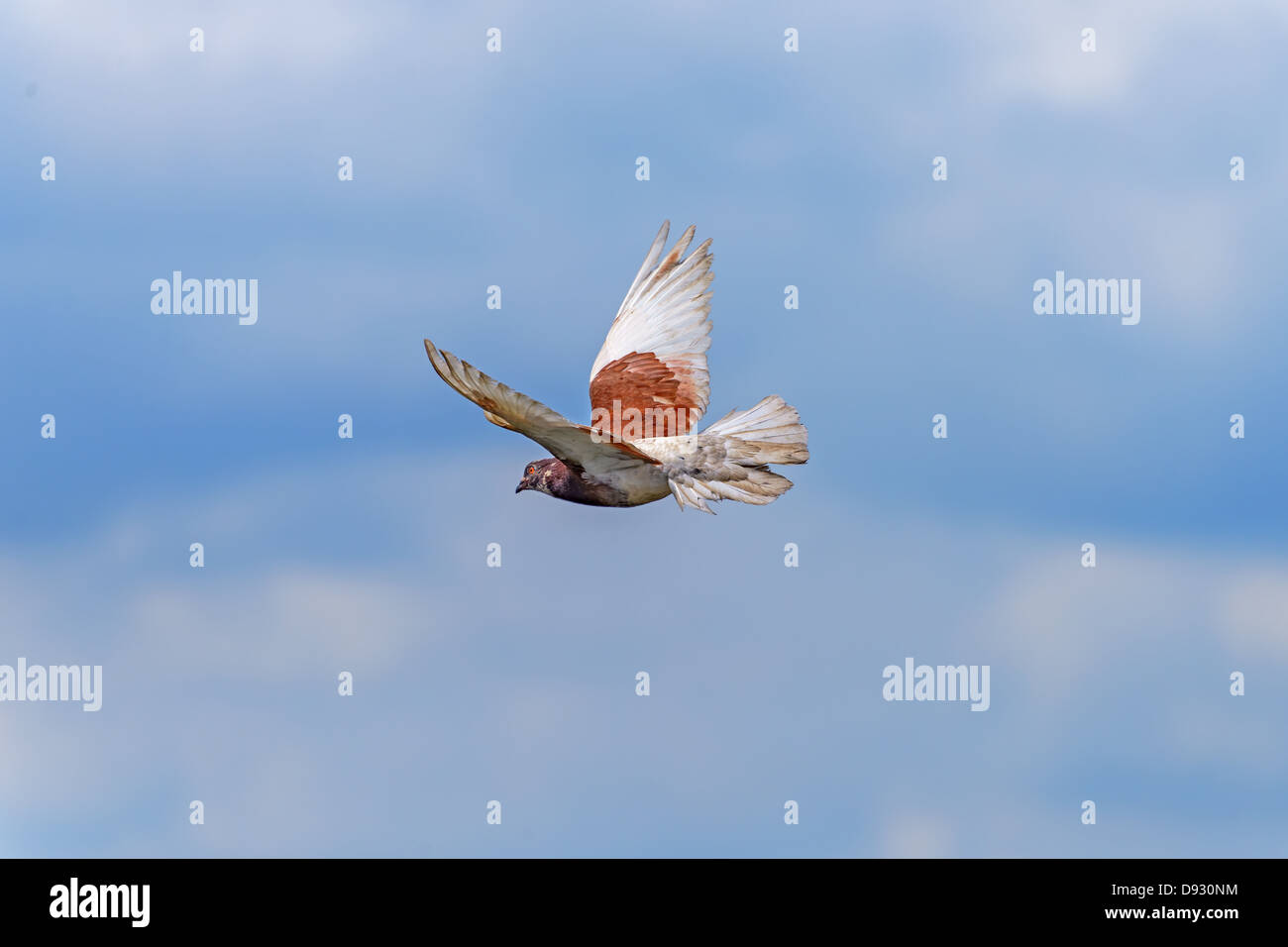 Die Taube im Flug auf einem Hintergrund des blauen Himmels Stockfoto Die Taube im Flug auf einem Hintergrund des blauen Himmels Stockfoto