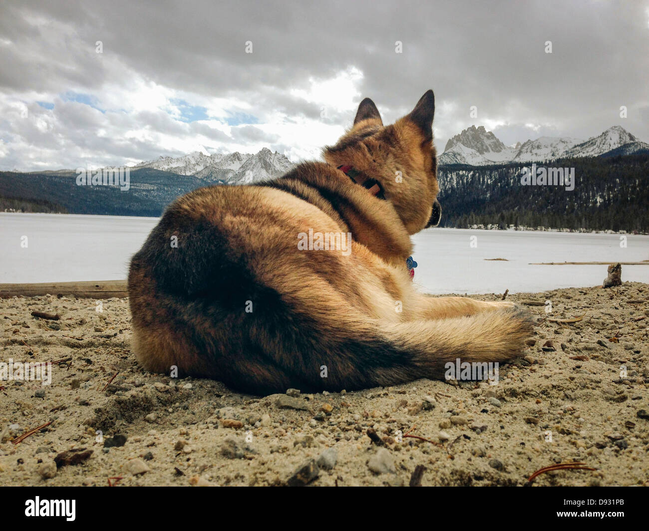 Hundesitting in schneebedecktes Feld - Smartphone-aufgenommenes Stockfoto