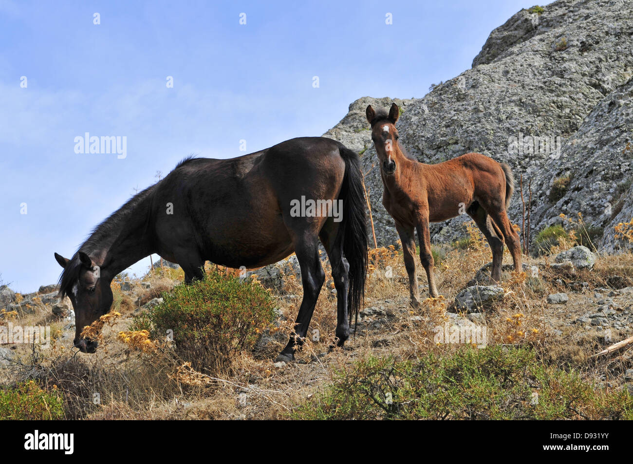 Sardische Ponys, Giara di Gesturi, Sardinien Stockfoto
