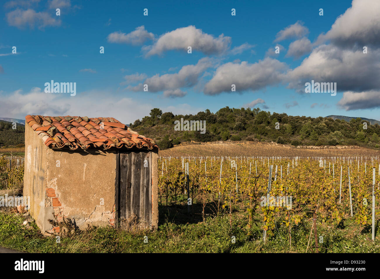 Weingut mit Hütte (in der Nähe von Cessenon-Sur-Orb), Hérault, Languedoc-Roussillon, Frankreich Stockfoto