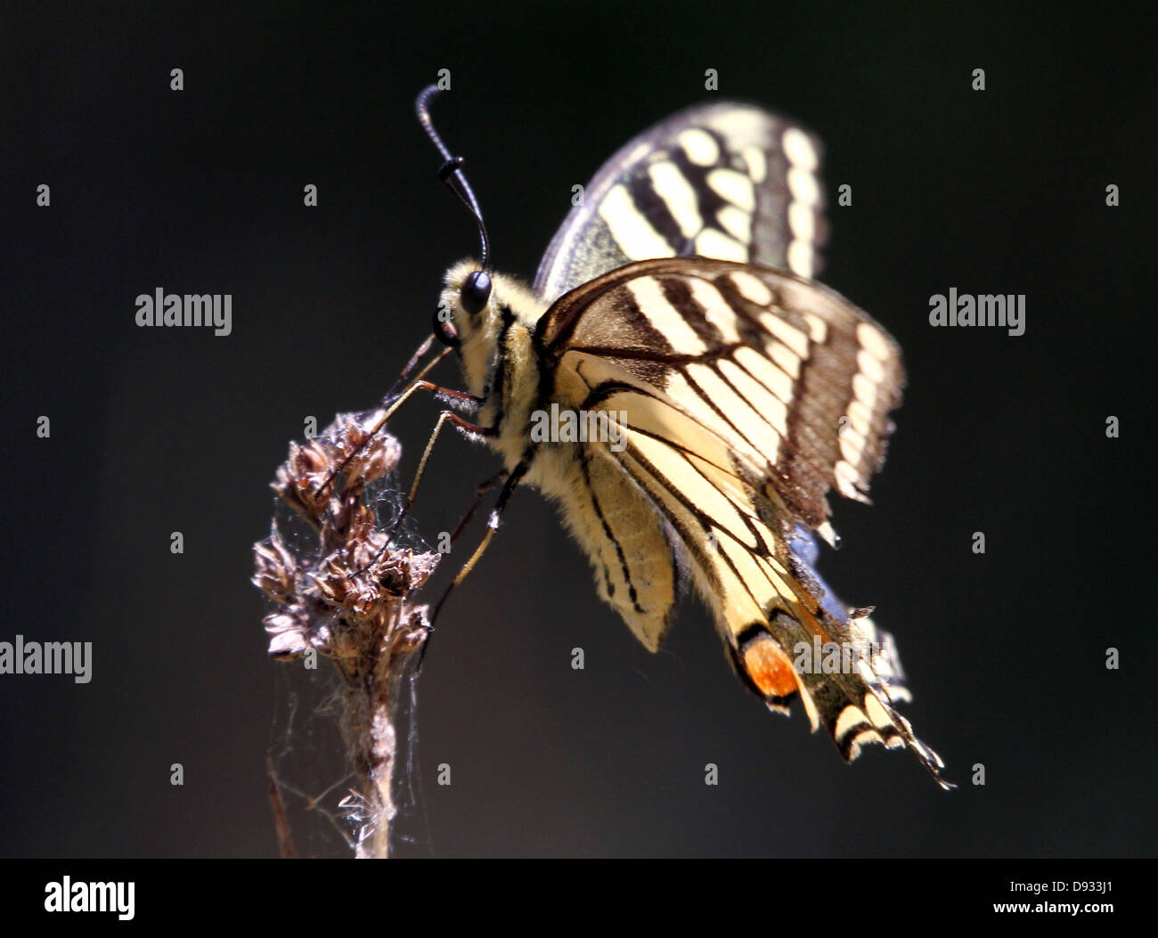 Alte Welt oder gelbe Schwalbenschwanz (Papilio Machaon) posiert auf einer Blume Stockfoto